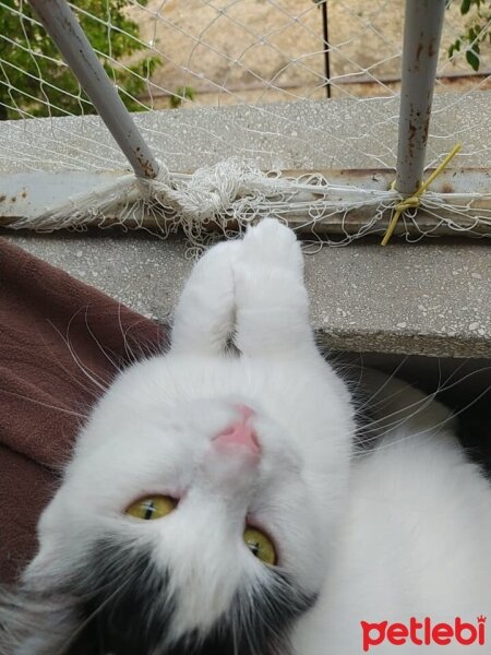 Tekir Kedi, Kedi  Peynir fotoğrafı