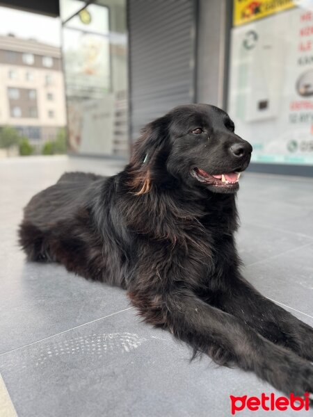 Golden Retriever, Köpek  zeytin fotoğrafı