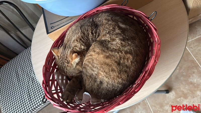 Scottish Fold, Kedi  Gofret fotoğrafı