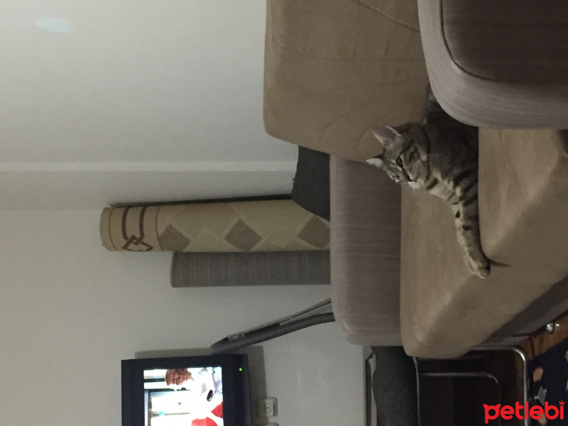 Tekir Kedi, Kedi  mustafa pablo escobar fotoğrafı