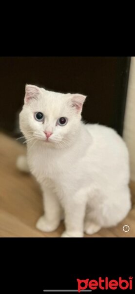 British Shorthair, Kedi  Bulut fotoğrafı