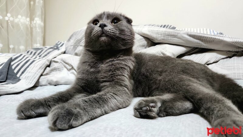 Scottish Fold, Kedi  Mike fotoğrafı