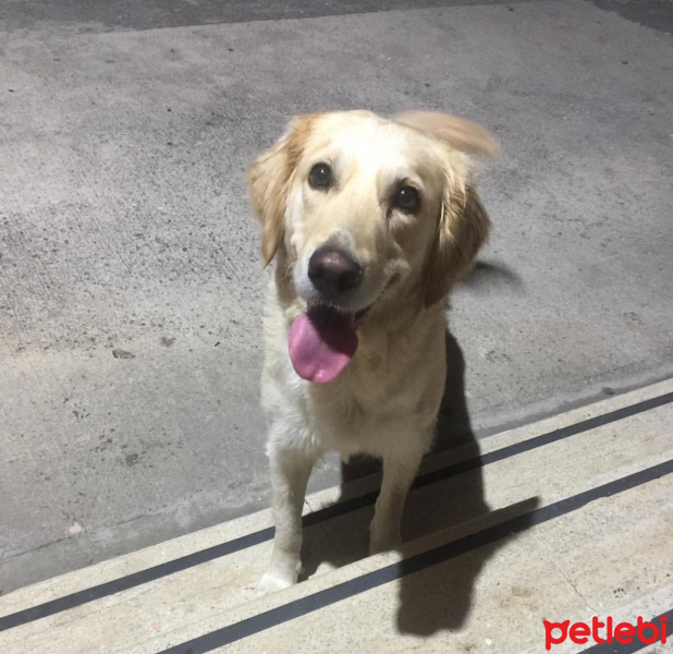 Golden Retriever, Köpek  She-ra fotoğrafı