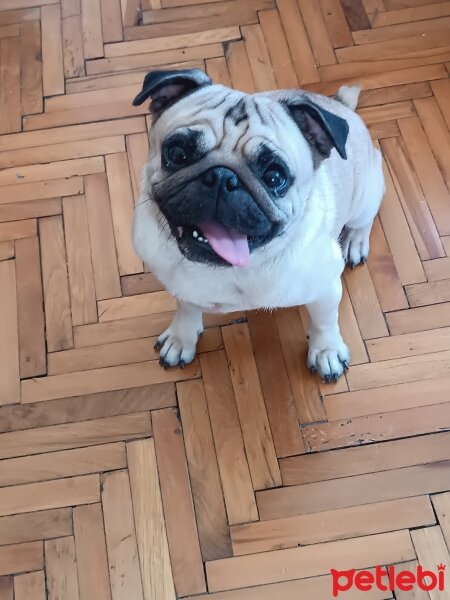 Pug, Köpek  Chıvas fotoğrafı