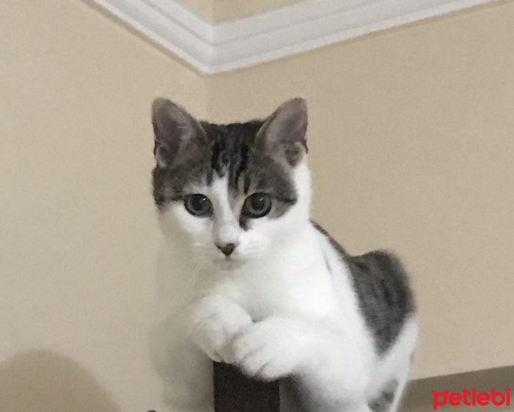 Tekir Kedi, Kedi  Paris fotoğrafı