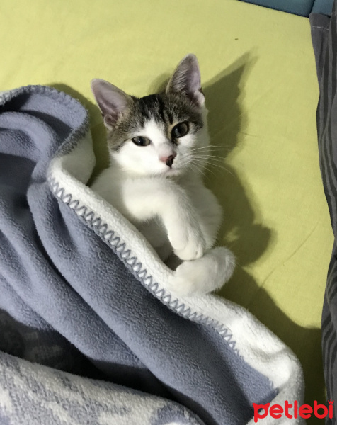 Tekir Kedi, Kedi  Paris fotoğrafı