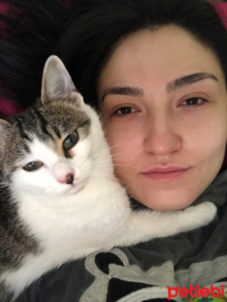 Tekir Kedi, Kedi  Paris fotoğrafı