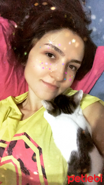 Tekir Kedi, Kedi  Paris fotoğrafı