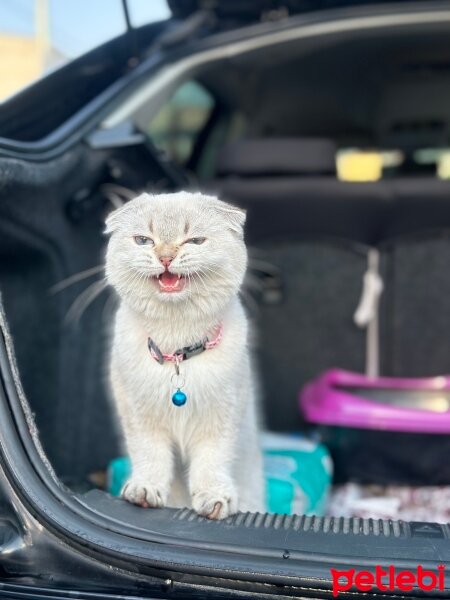 British Shorthair, Kedi  Minnoş fotoğrafı