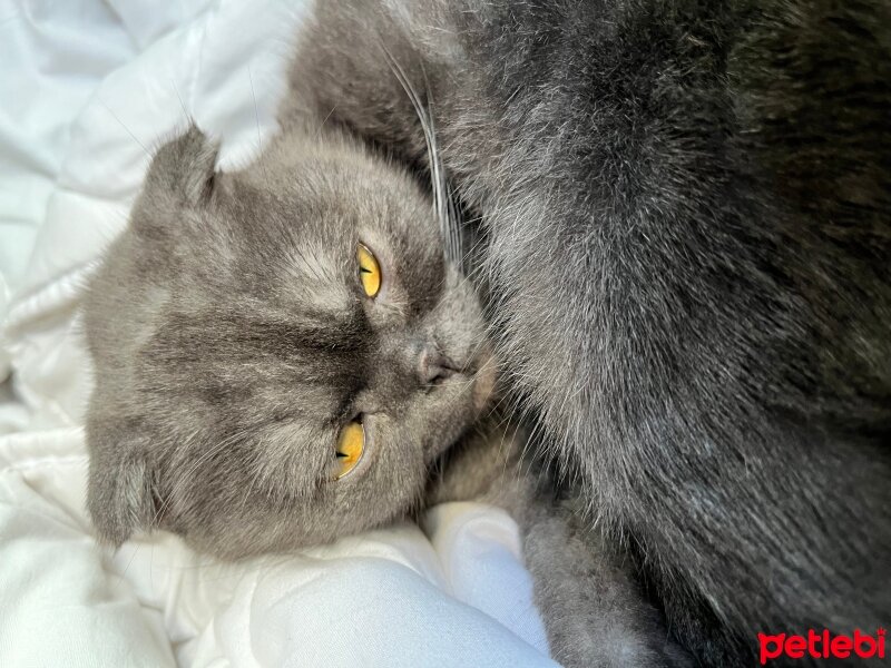 Scottish Fold, Kedi  Yusha fotoğrafı