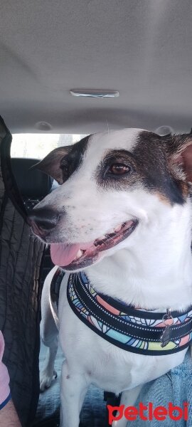 Jack Russell Terrier, Köpek  Rozi fotoğrafı