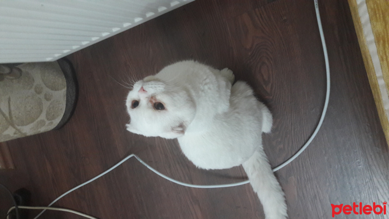 Scottish Fold, Kedi  ROMİŞ fotoğrafı