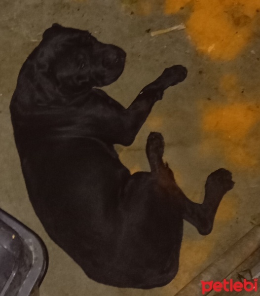 Cane Corso Italiano, Köpek  Jo fotoğrafı
