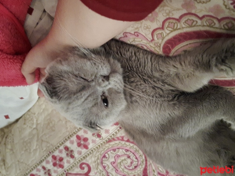 Scottish Fold, Kedi  Duman fotoğrafı