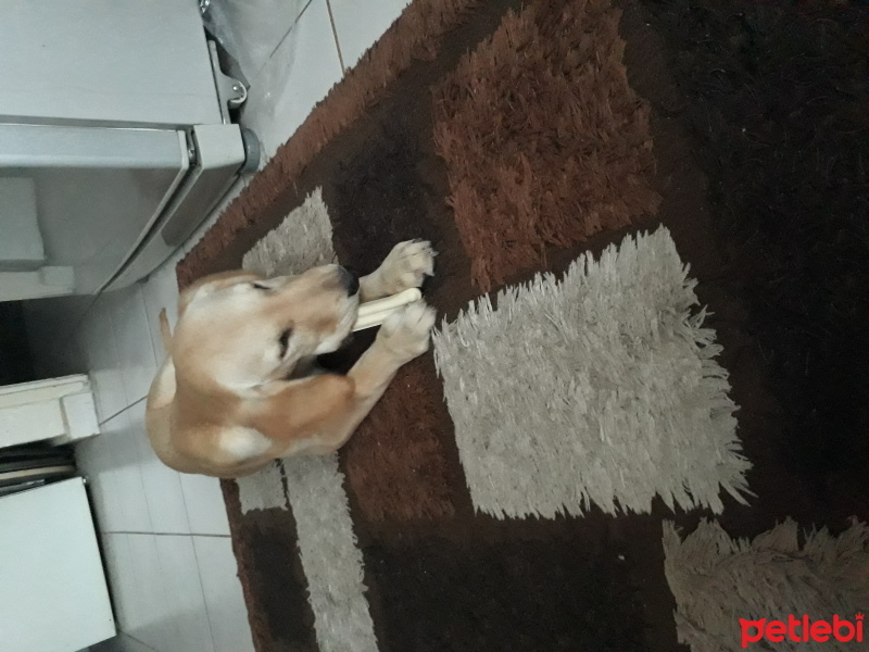 Golden Retriever, Köpek  Leyd fotoğrafı