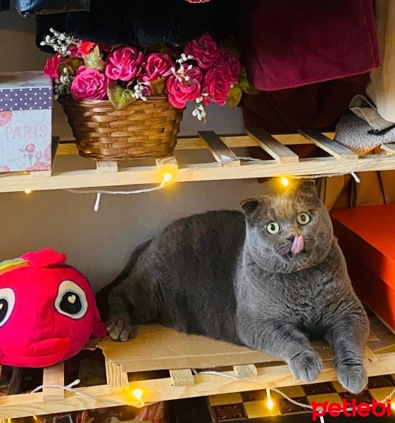 Scottish Fold, Kedi  Minnos Cookie fotoğrafı