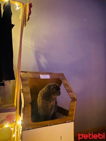Scottish Fold, Kedi  Minnos Cookie fotoğrafı