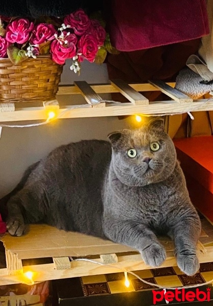 Scottish Fold, Kedi  Minnos Cookie fotoğrafı