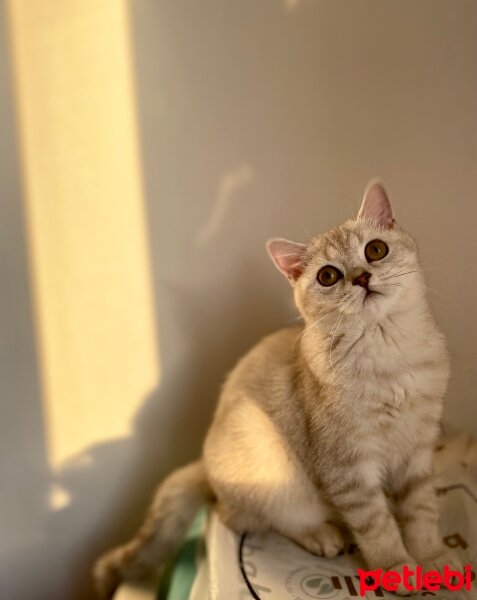 British Shorthair, Kedi  Tarçın fotoğrafı