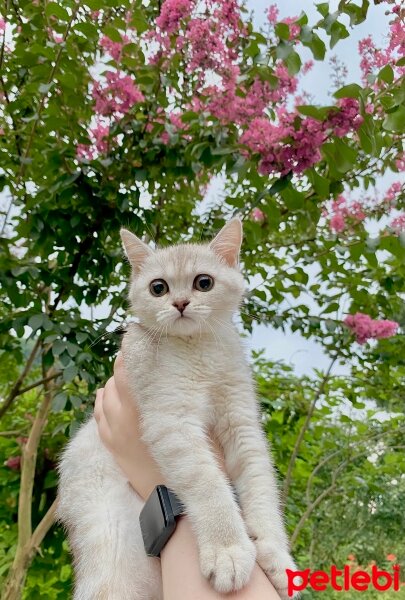 British Shorthair, Kedi  Tarçın fotoğrafı