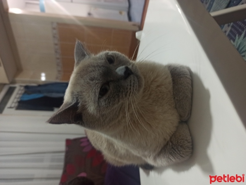 Siyam Kedisi, Kedi  Sipan fotoğrafı