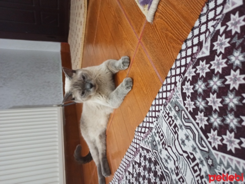 Siyam Kedisi, Kedi  Sipan fotoğrafı