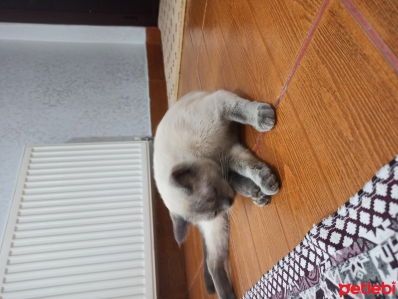 Siyam Kedisi, Kedi  Sipan fotoğrafı