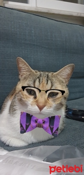 Tekir Kedi, Kedi  Katy fotoğrafı