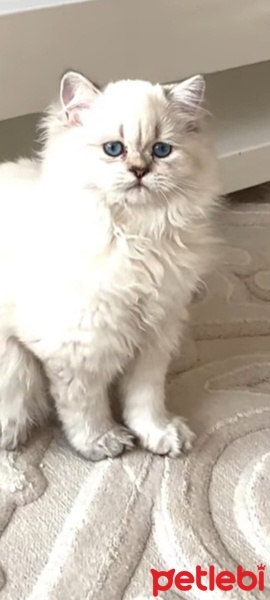 British Longhair, Kedi  Mia fotoğrafı