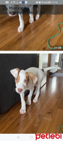 Pointer, Köpek  Robin fotoğrafı
