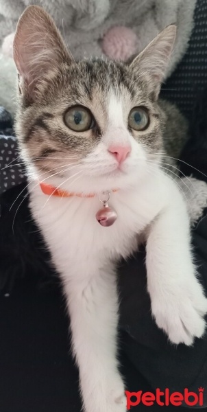 Tekir Kedi, Kedi  Bedis fotoğrafı