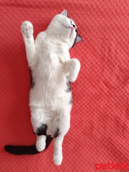 Tekir Kedi, Kedi  Fındık fotoğrafı