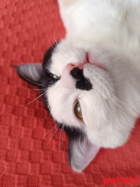Tekir Kedi, Kedi  Fındık fotoğrafı
