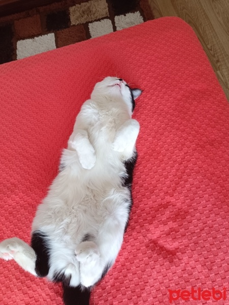 Tekir Kedi, Kedi  Fındık fotoğrafı