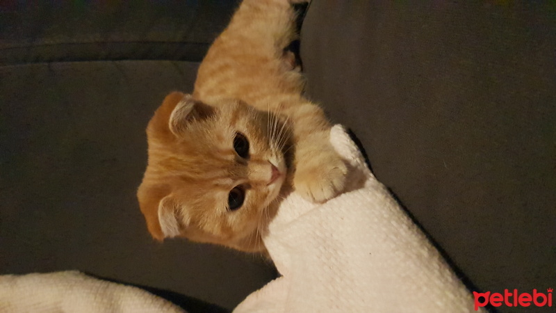 Tekir Kedi, Kedi  Lokum fotoğrafı