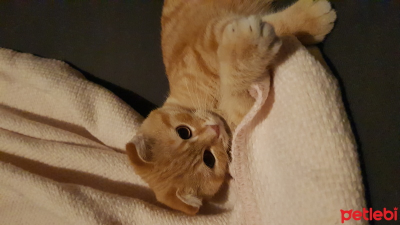 Tekir Kedi, Kedi  Lokum fotoğrafı