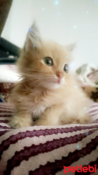 Tekir Kedi, Kedi  Karamel fotoğrafı