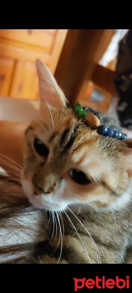 Tekir Kedi, Kedi  esensu fotoğrafı