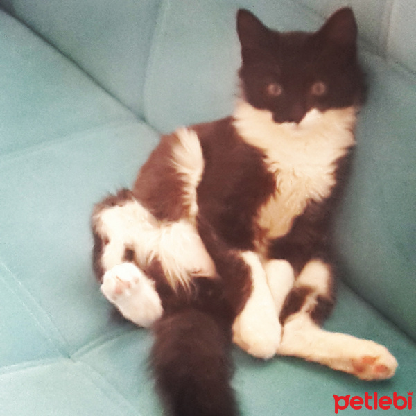 Tekir Kedi, Kedi  Dut fotoğrafı