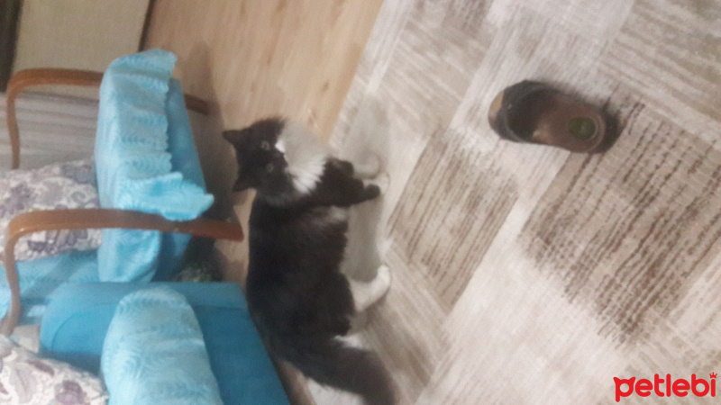 Tekir Kedi, Kedi  Dut fotoğrafı