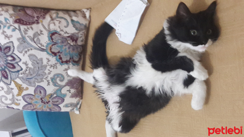 Tekir Kedi, Kedi  Dut fotoğrafı