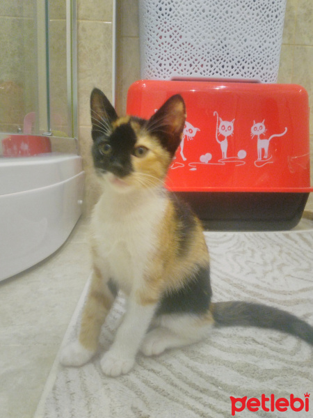 Tekir Kedi, Kedi  Findik fotoğrafı