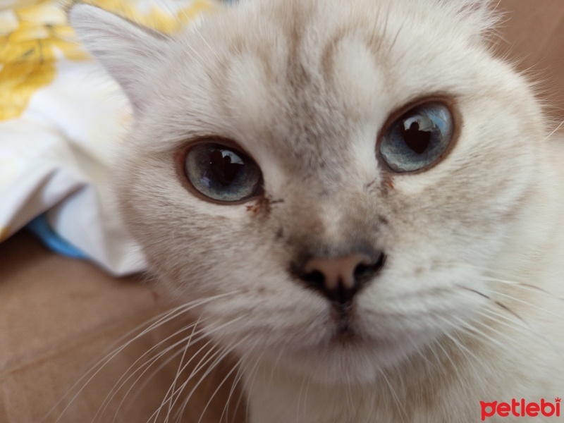 British Shorthair, Kedi  Pamuk fotoğrafı