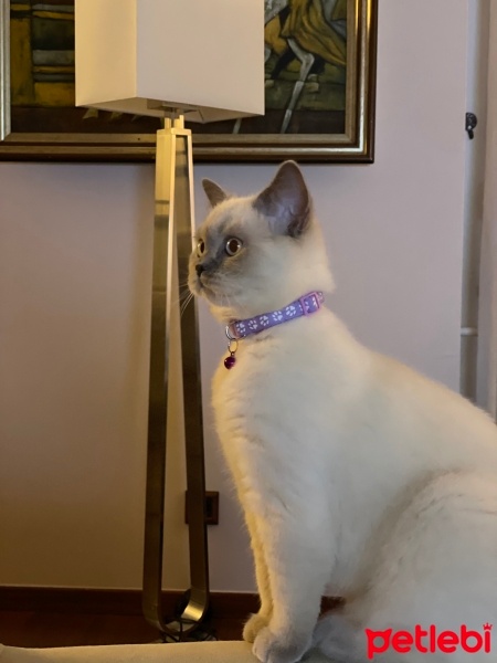 British Shorthair, Kedi  Maya fotoğrafı