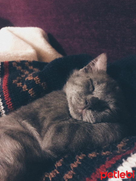 Mavi Rus, Kedi  Alf fotoğrafı