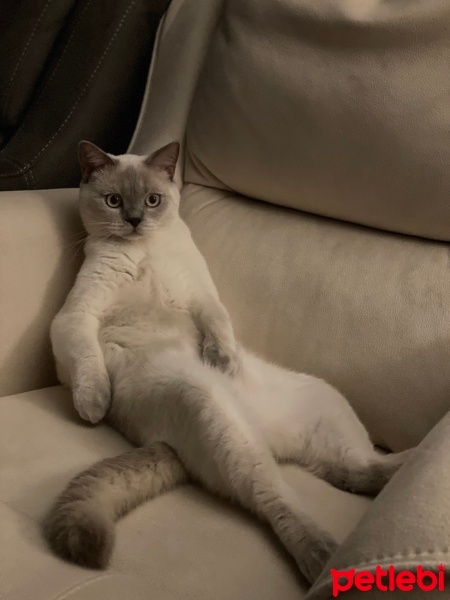 British Shorthair, Kedi  Mario fotoğrafı