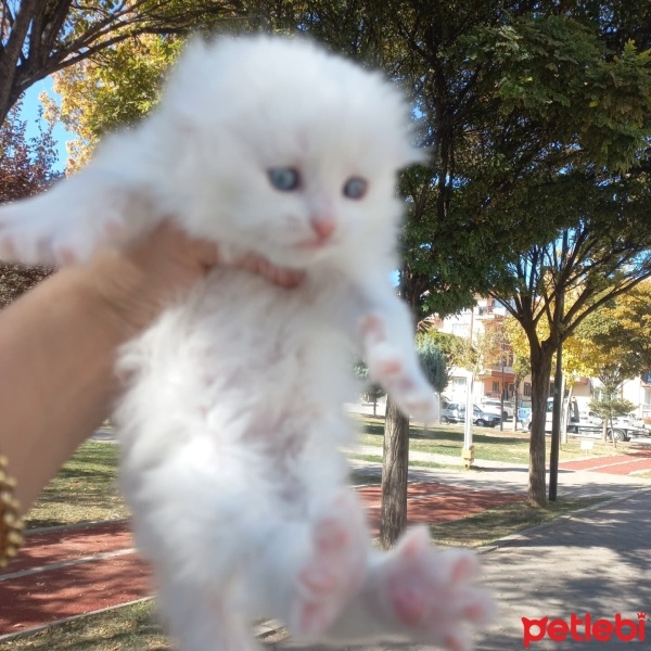 Scottish Fold, Kedi  Scotish,britişh fold,blu point,british lonchear fotoğrafı