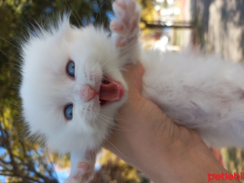 Scottish Fold, Kedi  Scotish,britişh fold,blu point,british lonchear fotoğrafı