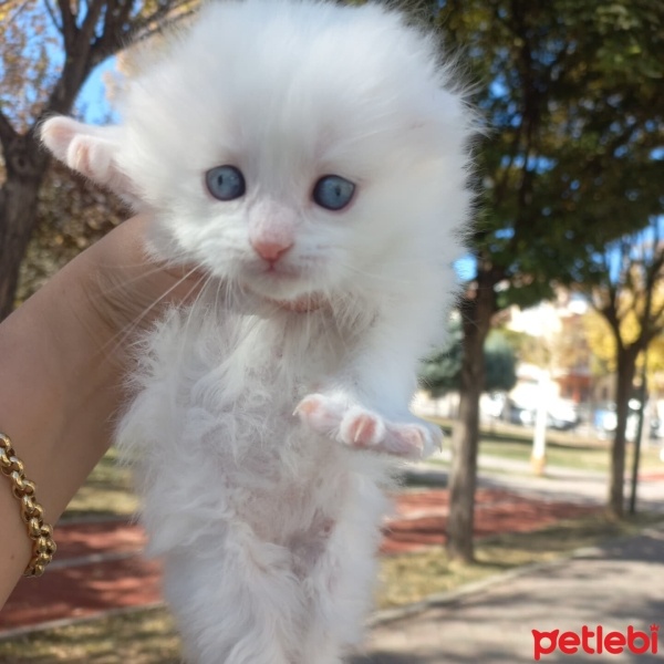 Scottish Fold, Kedi  Scotish,britişh fold,blu point,british lonchear fotoğrafı