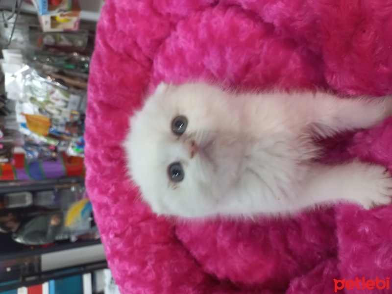 Scottish Fold, Kedi  Scotish,britişh fold,blu point,british lonchear fotoğrafı